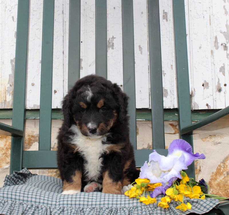 puppy, for, sale, Mini Bernedoodle F2, Matthew B. Stoltzfus, dog, breeder, Gap, PA, dog-breeder, puppy-for-sale, forsale, nearby, find, puppyfind, locator, puppylocator, aca